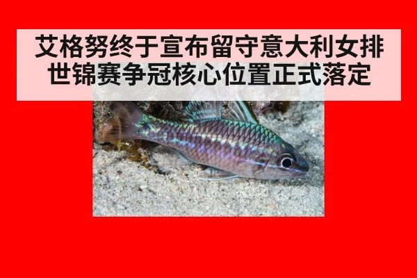 艾格努终于宣布留守意大利女排世锦赛争冠核心位置正式落定